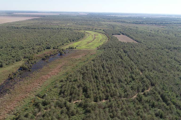 Forest Health and Monitoring