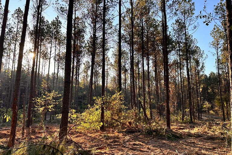forest management planning