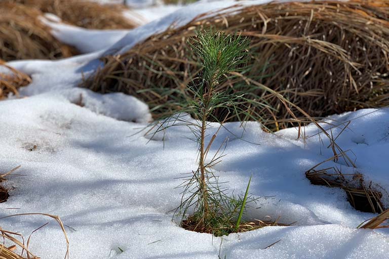 Snow on a young Winn Parish, LA pine seedling