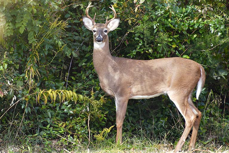 Species Specific Habitat Evaluation