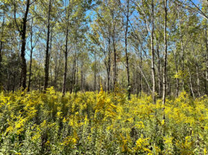 Wildlife Habitat