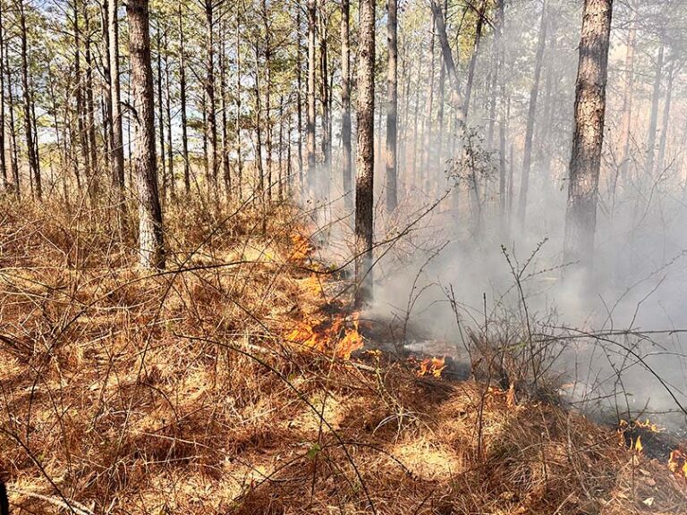 about us Nexus Land & Timber Solutions