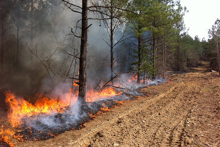 silvicultural-prescribed-burn