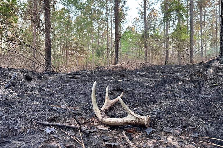 Shed antler found after prescribed burn