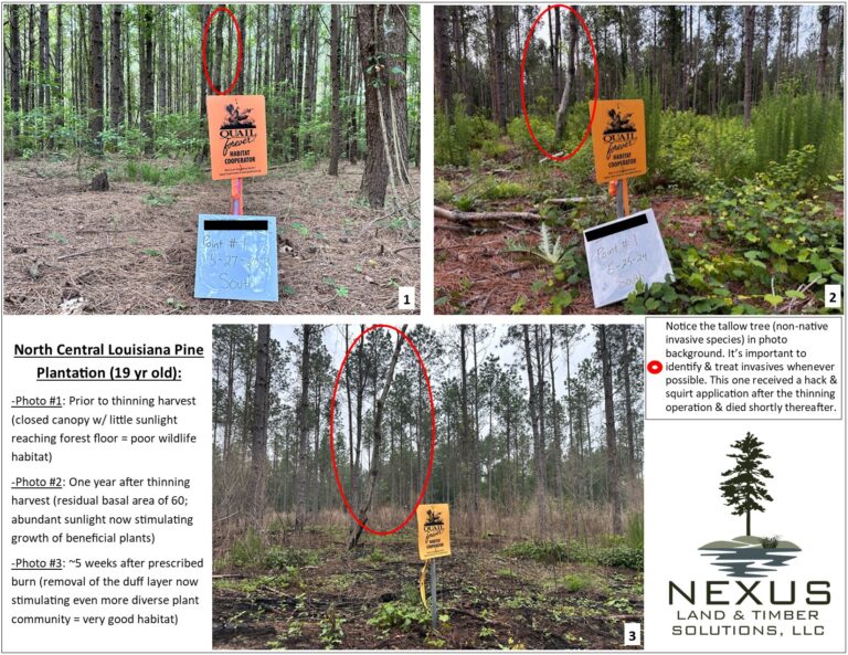 Forest Stand Habitat Improvement Documentation