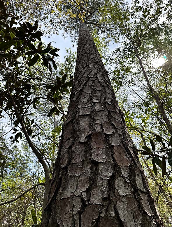 Nexus Land & Timber Solutions