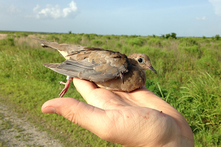 Banding a Dove