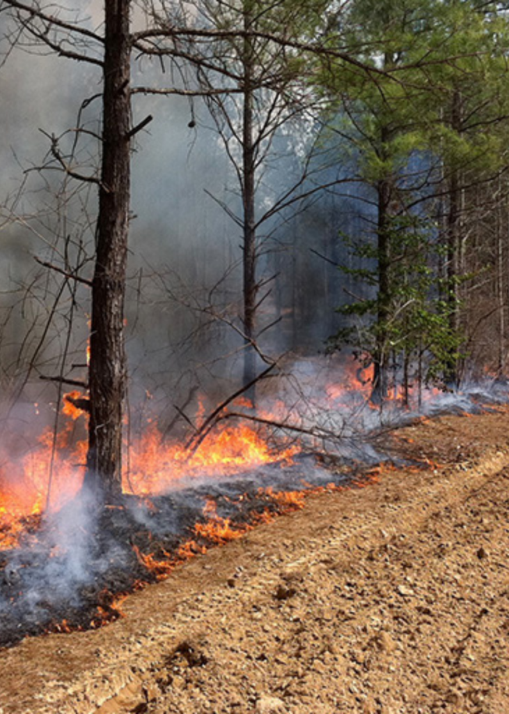Nexus Land prescribed burn