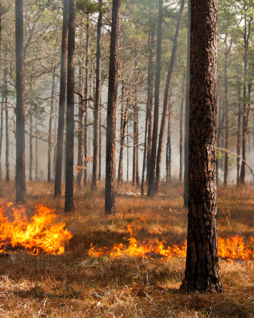 Nexus Prescribed Burn