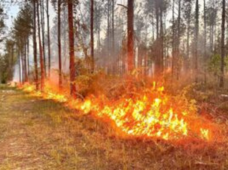 Prescribed Burns Nexus Land