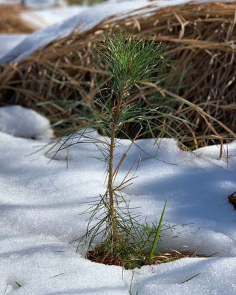 Reforestation Nexus Land