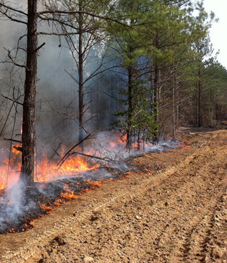 Silvicultural Practices