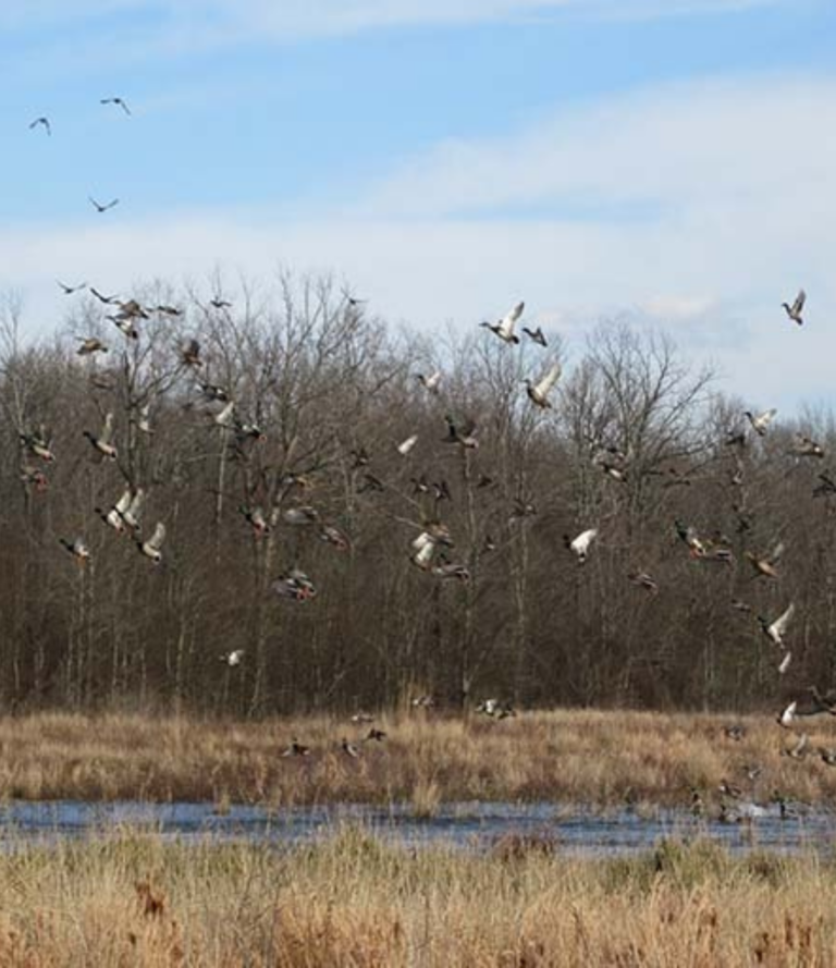 Species Specific Habitat Evaluation & Management