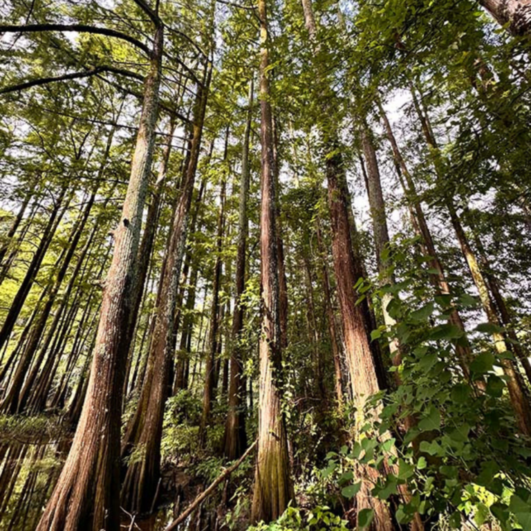 forest management planning